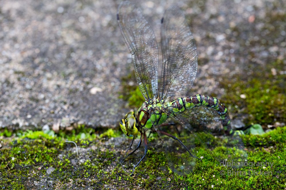 Ein Sonntagsspaziergang Im Botanischen Garten In Krefeld