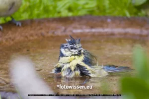 Punkermeise beim Baden, einfach nur süß die Frisur: Eine nasse Meise mit blauen und gelben Federn sitzt anmutig in einem flachen Wasserbecken – ein perfekter Moment der Tierwelt, fotografisch festgehalten.