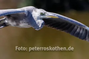 Wildlife mit der EOS 5D Mark IV