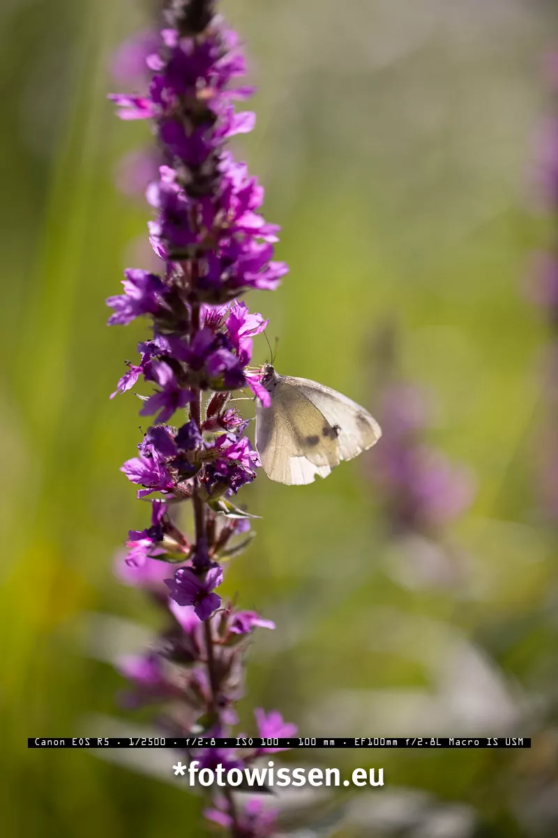 Testfoto Canon EOS R5 Vollformatkamera