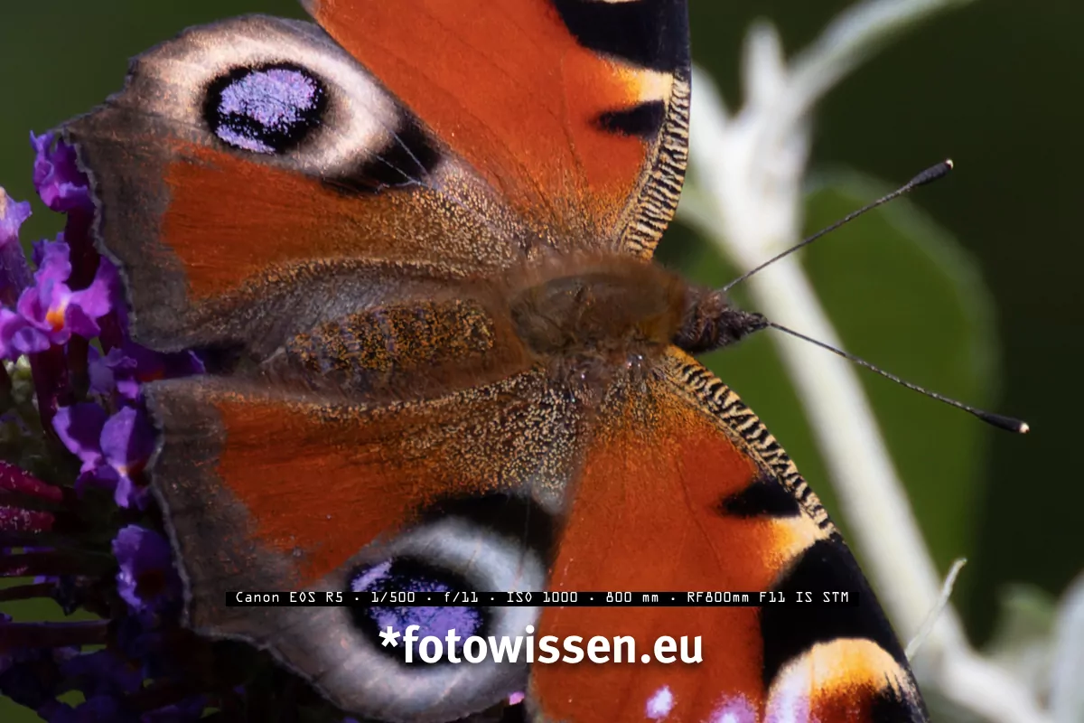 Objektiv Test RF 800mm F11 an EOS R5 Schmetterling Ausschnitt – 20000101-5123